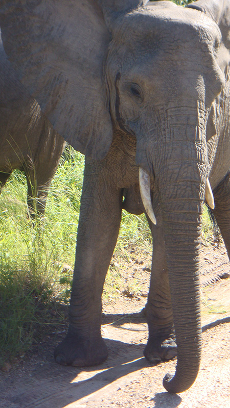 Thornybush-Feb-2009-160
